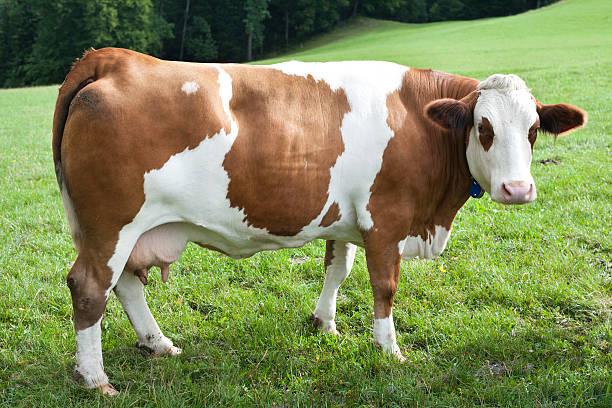 Закупаем крупный рогатый скот в брянской и соседних областях